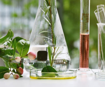 Bidens Pilosa Extract