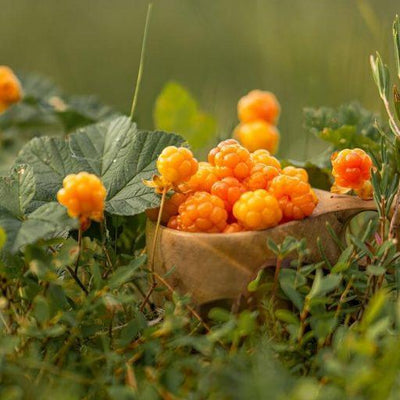 Extracto de mora de los pantanos